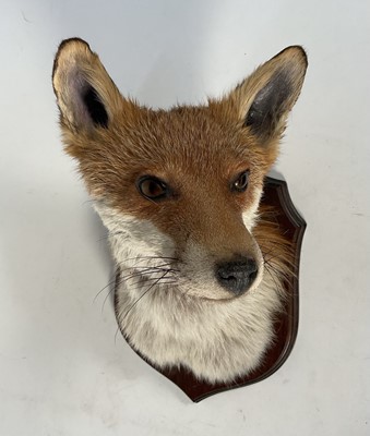Lot 1159 - Fox mask on shield, modern