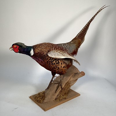 Lot 1163 - A Cock Pheasant perched on a wooden base, 64cm high overall