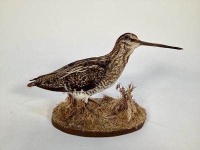 Lot 1167 - A mixed group of taxidermy to include a Snipe, a glazed case with a pair of Bullfinches, one other unmounted and cow horns (4 items)