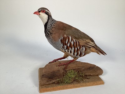 Lot 1168 - A trio of birds; French Partridge, Magpie and a female Black Grouse, each on wooden perch (3)