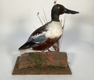 Lot 1172 - Shoveler Duck mounted on a log together with a Carolina Duck, 37cm and 35cm high