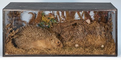 Lot 1173 - Antique glazed case containing a Hedgehog in naturalistic setting, 23.5cm x 54cm