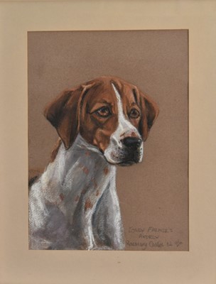 Lot 1208 - Group of sporting pictures to include three Rosemary Coates watercolours of Essex foxhounds, 1820s cockfighting engraving, Peter Biegel print and other antique prints (12)