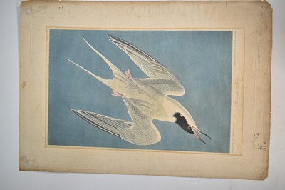 Lot 1436 - John James Audubon (1785-1851) engraving - Roseate Tern, from Birds of America, plate CCXL, engraved, printed & coloured by Robert Havell, 1835, sheet trimmed, 43.5cm x 29.5cm, unframed