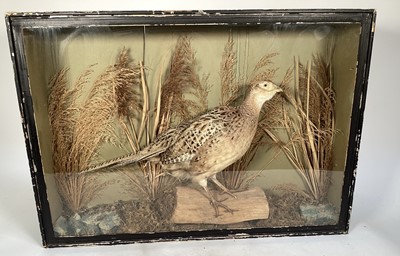 Lot 859 - Antique glazed case containing a Hen Pheasant in naturalistic setting, 53cm x 73cm