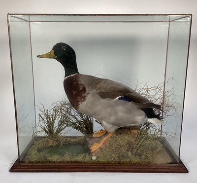 Lot 1175 - Mallard Duck in naturalistic setting, in glass case, 48cm x 55cm