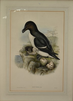 Lot 1204 - After Gould and Richter, two coloured bird plates illustrating; 'Anser Brachyrhynchus' and 'Alca Torda', another Wolf & Richter 'Falco Islandus' and another of a maple cuckoo, each in glazed...