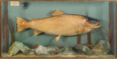 Lot 1185 - Wall mounted display case containing a Brown Trout, in naturalistic setting, a plaque stating 'Caught at Hanningfield Reservoir