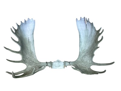 Lot 1186 - Pair of impressive antique Moose antlers, 129cm wide