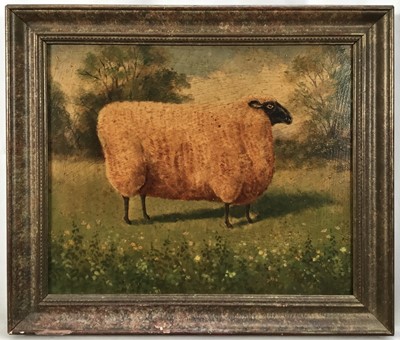 Lot 323 - English School oil on board - A Prize Sheep, 24cm x 29cm, framed