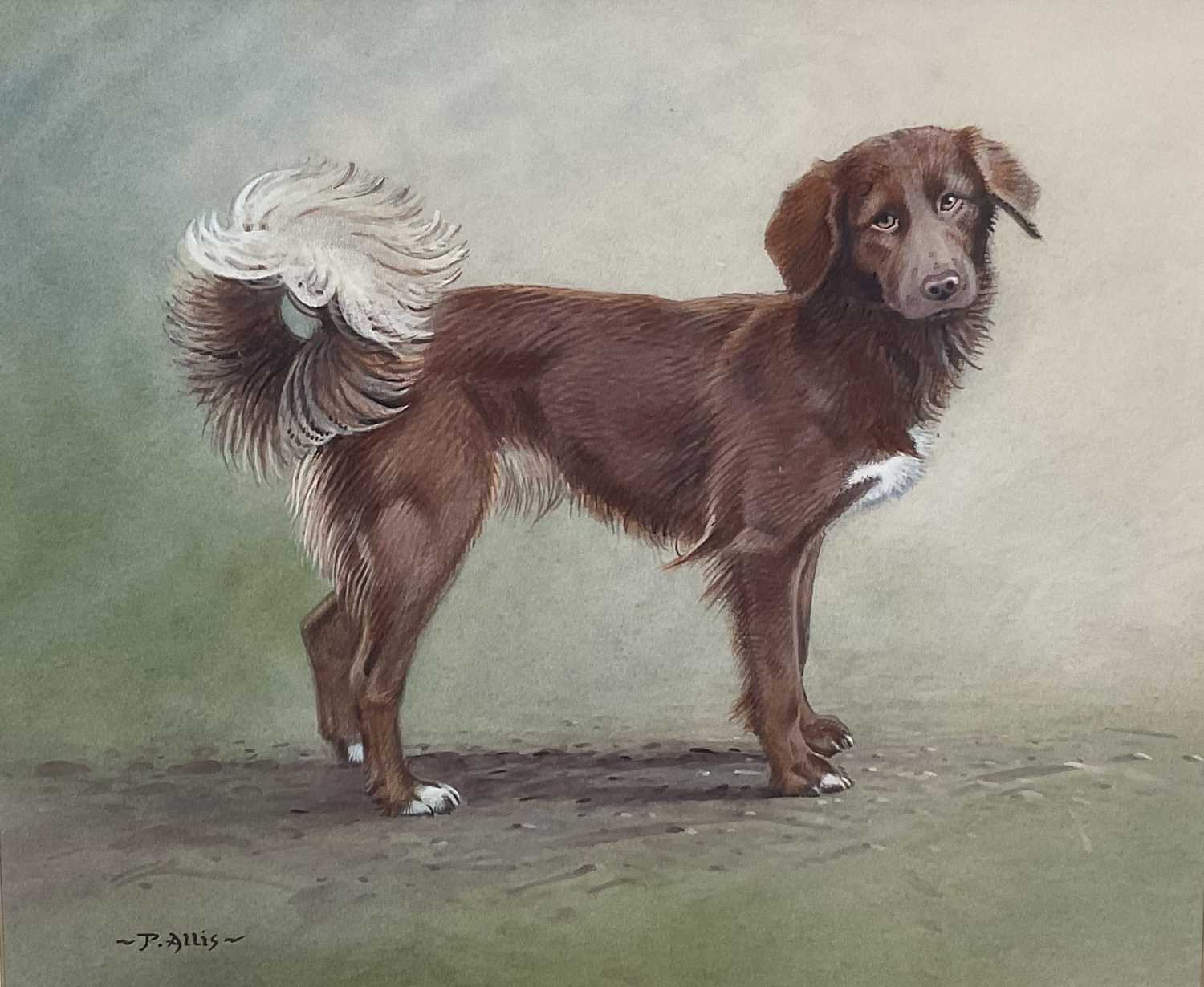Lot 116 - Peter Allis (born 1944) watercolour portrait of a dog, 36cm x 44cm in glaze gilt frame.