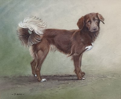 Lot 268 - Peter Allis (born 1944) watercolour portrait of a dog, 36cm x 44cm in glaze gilt frame.