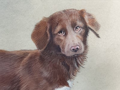 Lot 116 - Peter Allis (born 1944) watercolour portrait of a dog, 36cm x 44cm in glaze gilt frame.