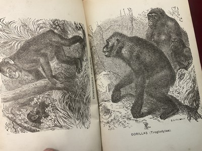 Lot 1643 - T, W. Jones - Evolution if the Human Race from Apes, 1876 first edition, together with H J Hardwicke - Evolution and Creation, 1887. (2)