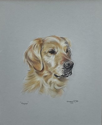 Lot 100 - Sheena McCall (1948-2010) drawing in crayon - Portrait of a Golden Retriever, signed and dated 1994. 28cm x23cm.