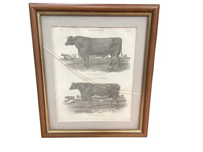 Lot 2462 - Five framed agricultural/farming prints - pigs, sheep, cattle
