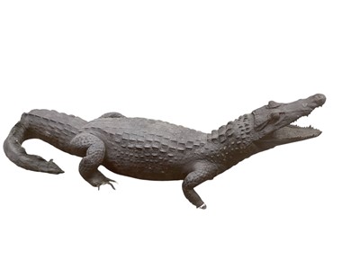 Lot 2536 - Taxidermy- a preserved Alligator, 88cm in overall length.