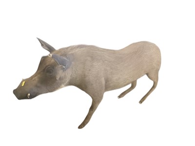 Lot 2537 - Taxidermy- a Common Warthog, 95cm in overall length.