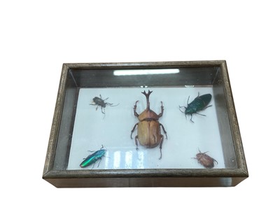 Lot 2539 - Group of preserved Beetles from Malaya in glazed case, 20cm in overall length.
