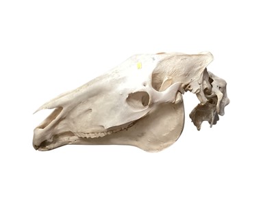 Lot 2540 - Horse skull, 69cm in overall length.