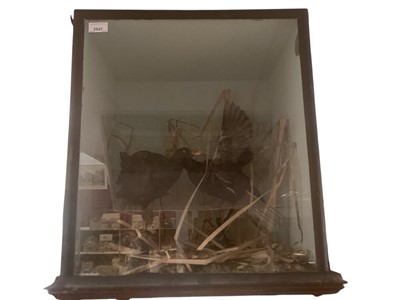 Lot 2541 - Taxidermy- two moorhens in naturalistic setting, in glazed case, 54cm in overall height.