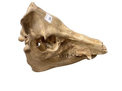 Lot 2542 - An old animal skull, 29cm in overall length.