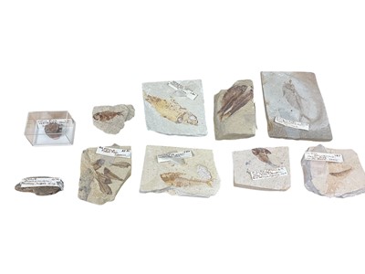 Lot 2667 - Box of fossils and geodes, including fossilised fish