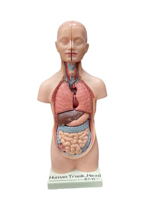 Lot 2528 - Late 20th century anatomical body model, with detachable organs, (Leicestershire Museum Education Service) on base