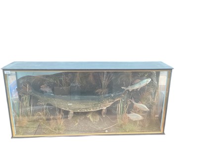 Lot 2636 - Glazed case containing a preserved Pike pursuing three smaller fish, in naturalistic setting, with label "Supplied by H. R. Bennetts, taxidermy service" 122 x 56 x 24cm