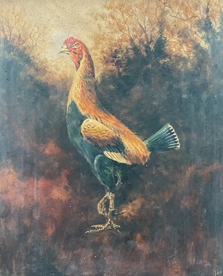 Lot 246 - English School, oil on board - A Fighting Cock. 38cm x 32cm in glazed wooden frame.