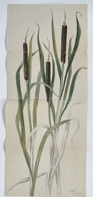 Lot 192 - Bolton, late 19th century, two pencil and watercolour botanical works, bull rushes and poppies, one signed and dated 1881, unframed 80cm x 35cm