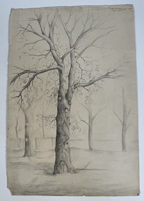 Lot 191 - Mathew Lees, 1960s pencil drawing - Elm in Hyde Park, inscribed and 1963, unframed 56cm x 38cm