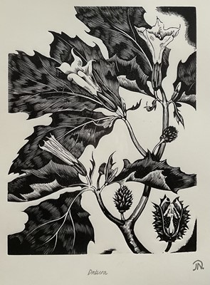 Lot 1231 - After John Nash (1893-1977) wood engraving - Datura, from Poisonous Plants