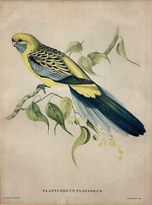 Lot 129 - Pair of decorative John Gould bird prints, images 39cm x 29cm, in glazed gilt frames, together with another similar pair (4)