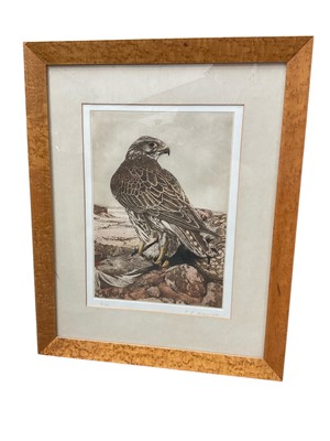 Lot 692 - Timothy Greenwood (b. 1947) etching - peregrine falcon, signed and numbered 33 x 23cm, glazed frame