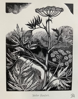Lot 1232 - After John Nash (1893-1977) wood engraving - Water Hemlock, from Poisonous Plants (1927), stamp signed with Goldmark Aterlier blindstamp, 25.5cm x 21cm, framed. Provenance: Goldmark Galle...