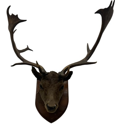 Lot 1415 - Late Victorian / Edwardian Fallow Stag, mounted on an oak shield, 77cm wide overall