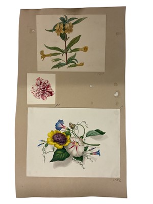 Lot 936 - Sophia Katherine Charleton (1789-1844) group of three botanical watercolour studies, the largest 18 x 25cm