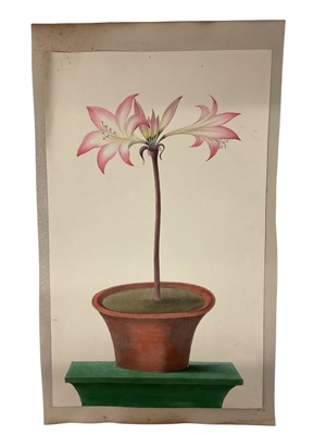 Lot 954 - Sophia Katherine Charleton (1789-1844) watercolour - Jersey Lily, 44 x 27cm