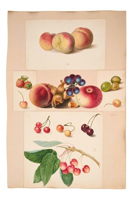 Lot 933 - Thomas Remnant Charleton (1756-1849) watercolour album page collage of fruits