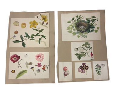 Lot 949 - Sophia Katherine Charleton (1789-1844) two album pages of botanical watercolour studies