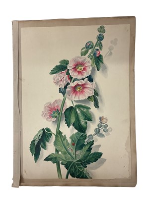 Lot 944 - Early 19th century watercolour study of a hollyhock, 45 x 31cm