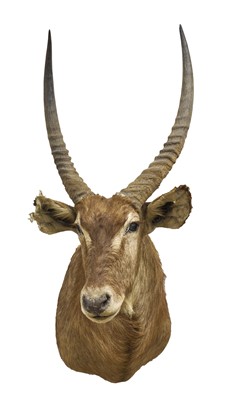Lot 1413 - Antelope head trophy, approx 125cm in height