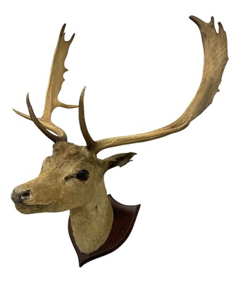Lot 1412 - Early 20th century Fallow Stag head trophy, on oak shield, together with a juvenile set of antlers, mounted (2)