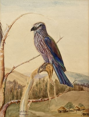 Lot 128 - I. Mourt, three watercolours of exotic birds, all approximately 34cm x 26cm, signed and titled, mounted (3)