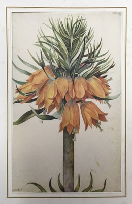 Lot 219 - After Georg Flegel, a presentation folio containing six mounted prints, probably 1950s