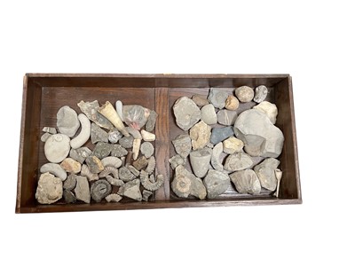 Lot 602 - Small collection of fossils