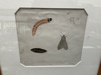Lot 182 - Victorian anatomical drawing of a moth, dated 1872, 17 x 17cm, glazed frame