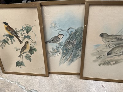 Lot 192 - Set of late 19th century colour lithographs of birds