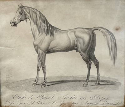 Lot 163 - Lithograph of an Arab horse, 41cm x 47.5cm, in glazed frame